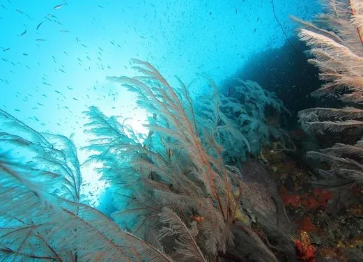 Serial Divers