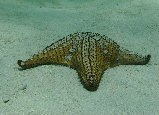 Jamaica Suba Divers LTD