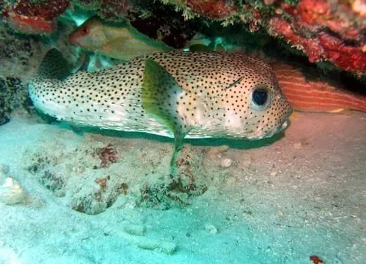Antigua Scuba School