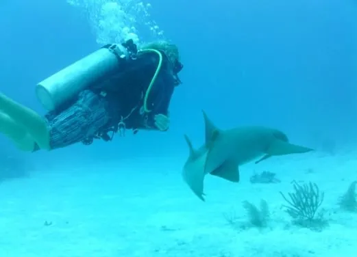 Divers Down