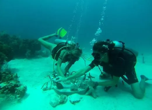 Dolphin Dive