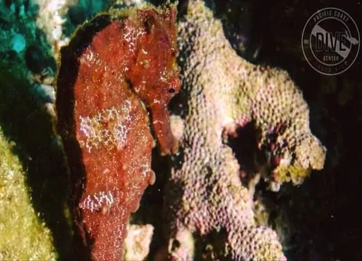 Pacific Coast Dive Center