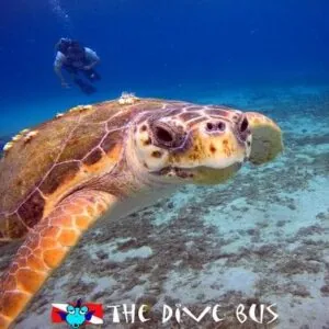 The Dive Bus