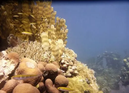 Guerrilla Divers