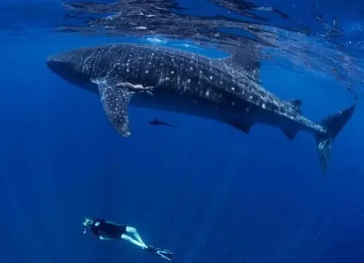 Mexico Divers