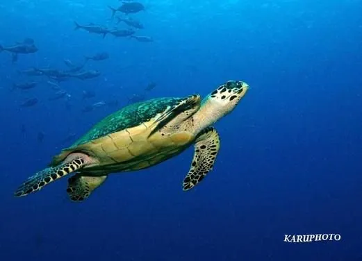 Tropicalsub Diving