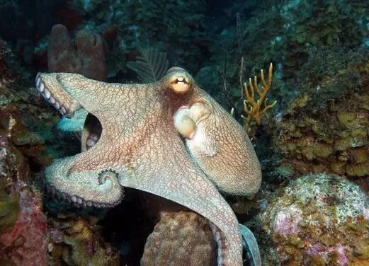 Scuba Safaris