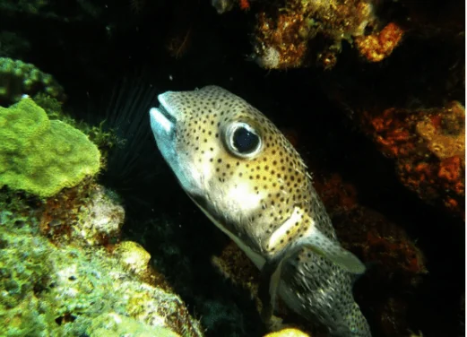 Iyanola Dive Ventures