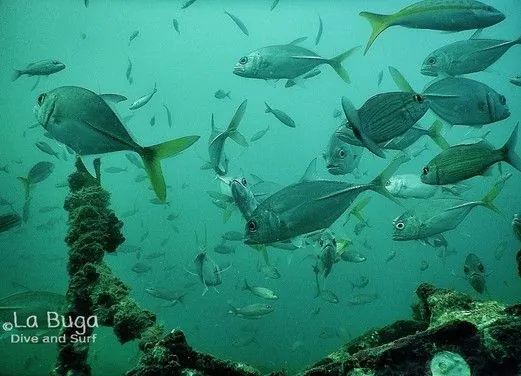 La Buga Dive Center and Surf School
