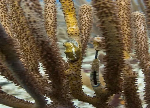 Sunchaser Scuba