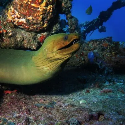 Atlántis Varadero Scuba Diving Center