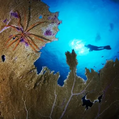 Atlántis Varadero Scuba Diving Center