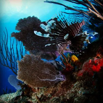 Atlántis Varadero Scuba Diving Center