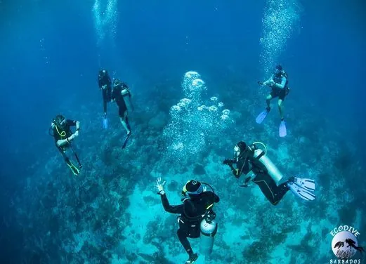Eco Dive Barbados