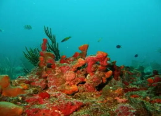 Scuba Fun Diver Center