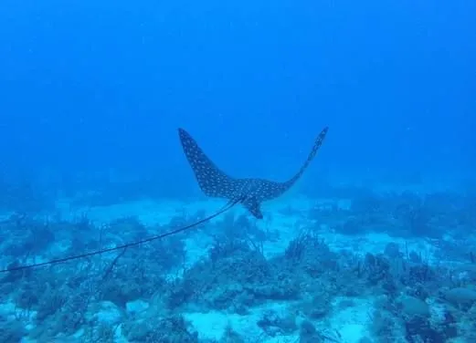 Serial Divers