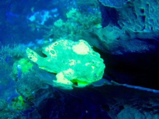 ABC Dive Plongée Martinique