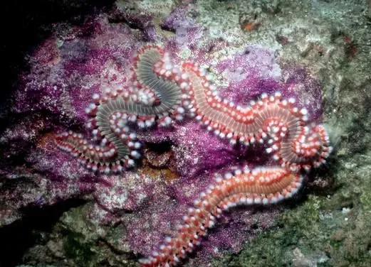 Sainte Luce Kawan Plongee