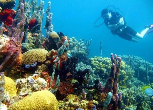 Paraiso Dive Cartagena