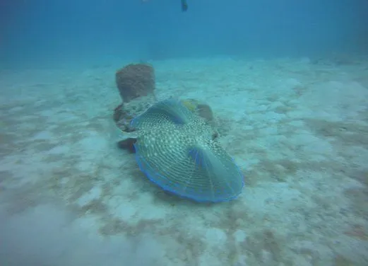 Rogers Scuba Shack