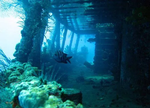 Scuba Steve's Diving