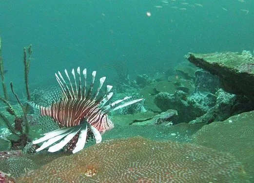 Undersea Tobago Ltd