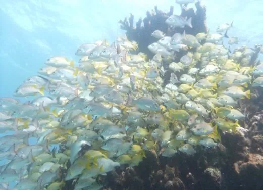 Mexico Divers