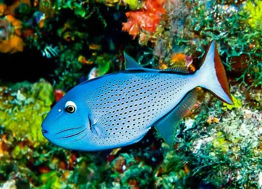 Action Adventure Divers