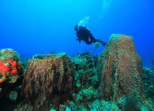 Scuba Safaris