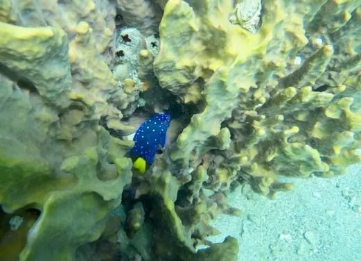 Scuba 6 Eco Diving