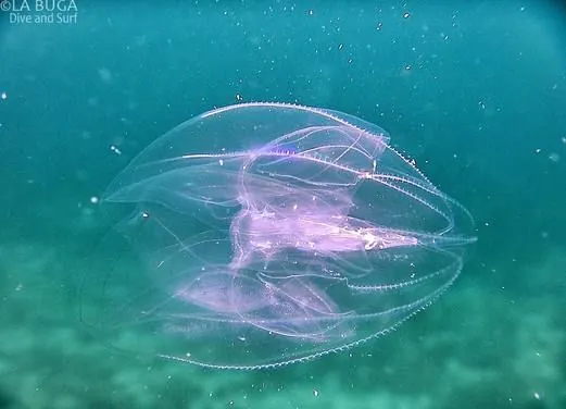 La Buga Dive Center and Surf School