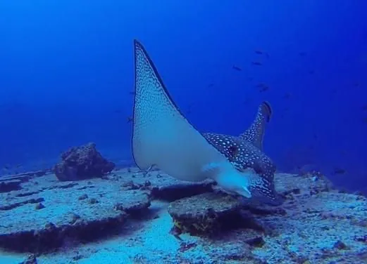 Sail Caribbean Divers