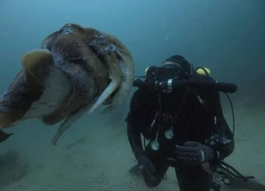 Abyss Scuba Diving