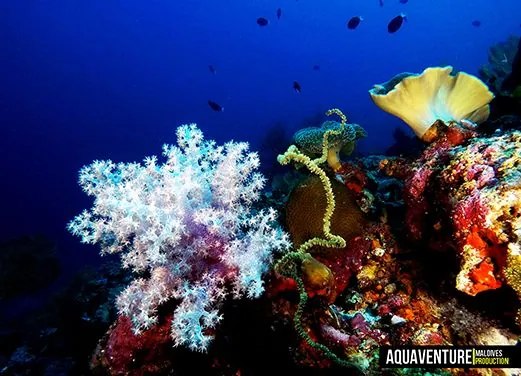 Aquaventure Dive Center