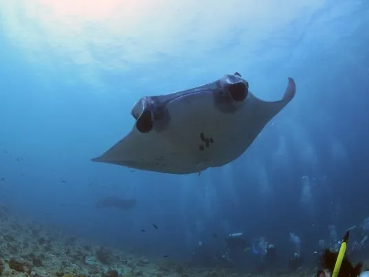 Dhigurah Divers