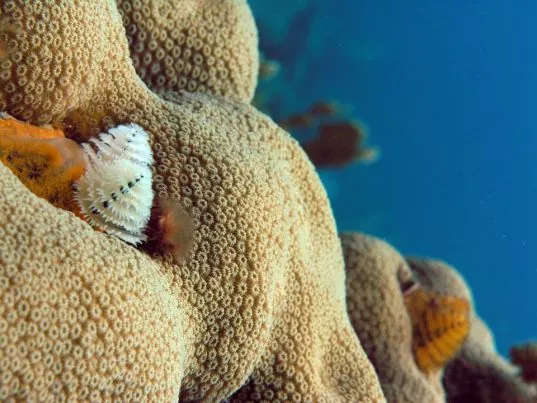 Art of Diving