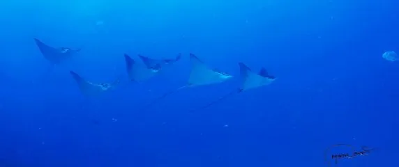 Corn Island Dive Center