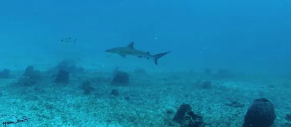 Corn Island Dive Center