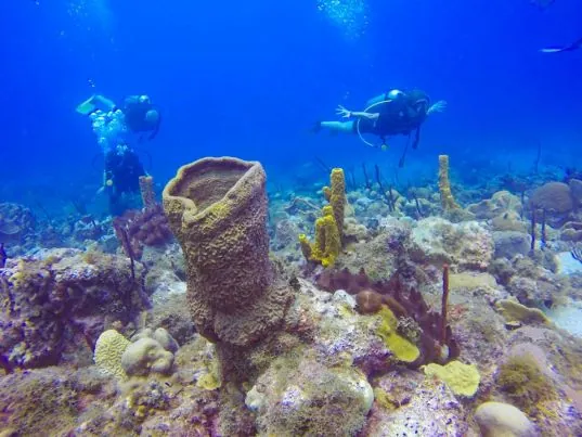 Art of Diving