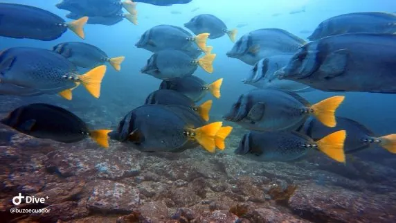 Buzo Ecuador
