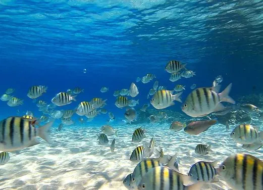 Coki Dive Center
