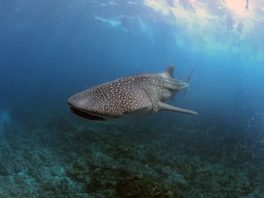 Dhigurah Divers