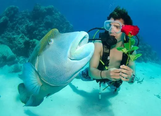 Divers Den