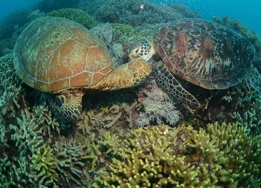 Divers Den