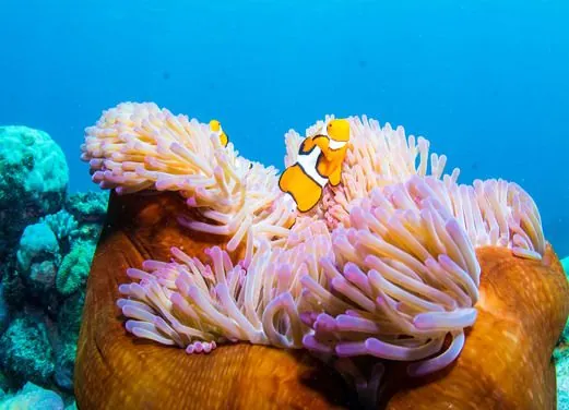 Divers Den