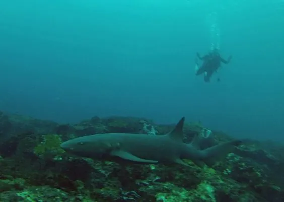 Undersea Tobago Ltd