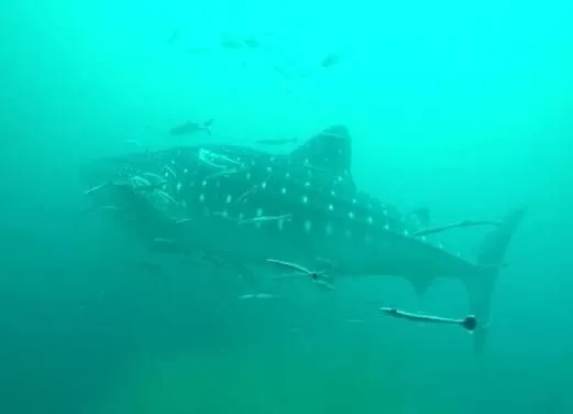 Divers Land Dive Club