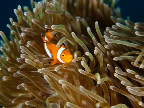 Pure Dive Resort