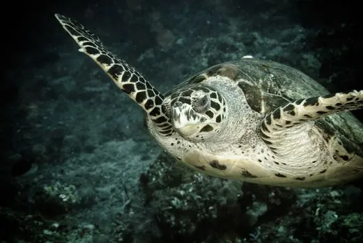 Pure Dive Resort