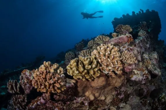 Topdive Tahiti